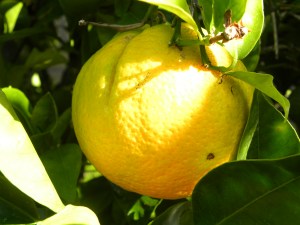 2011-07-18 garden, BC, fair, Wilson Worksheet pics 028