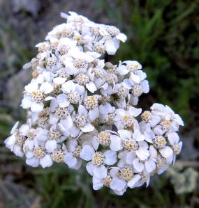 2011-08-05 044 white yarrow