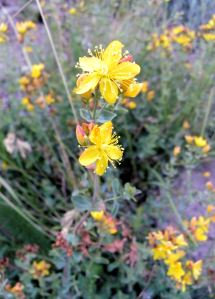 2011-08-05 045 yellow flowers
