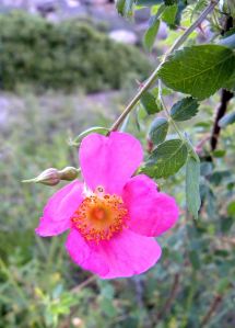 2011-08-05 061 California wild rose