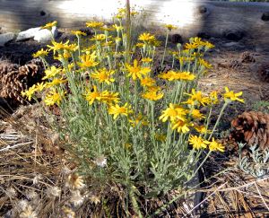 2011-08-05 083 sunflower