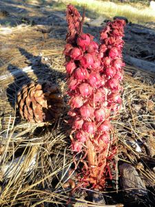 2011-08-05 095 pine drops