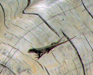 2011-08-05 124 Western fence lizard