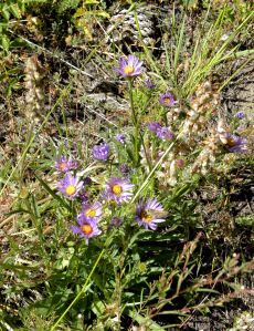 2011-08-05 125 purple asters