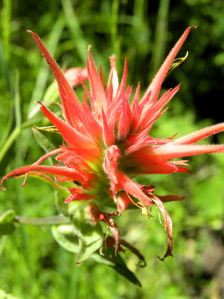 2011-08-05 183 paintbrush