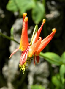 2011-08-05 187 Columbine