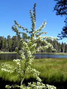 2011-08-05 193 corn lily at Bluff Lake