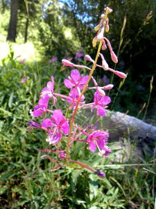2011-08-05 229 maybe loosestrife