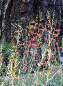 2011-08-05 256 scarlet bugler