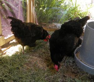 2011-08-16 090 old hens