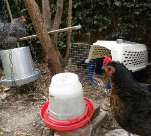 2011-09-18 017 3 hens in new enclosure