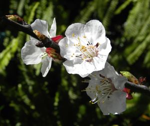 2012-03-05 008 apricot blossoms Our Katy apricot tree had very few blossoms this year, so I'm not anticipating much of a crop. Actually, the birds and night critters usually get all the apricots anyway.