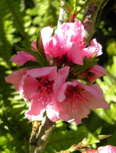 2012-03-05 010 peach blossoms Garden Gold