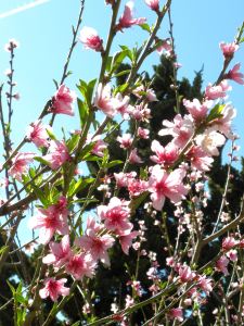 2012-03-05 013 panamint nectarine blossoms