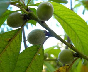 2012-03-05 015 Florida Prince peaches