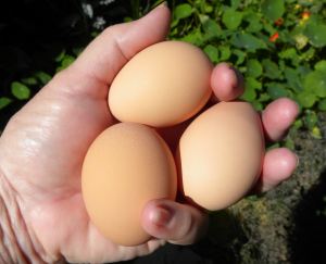 2012-03-05 021 one day's eggs