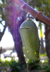 2012-03-05 026 monarch chrysalis