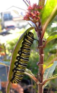 2012-03-05 033 monarch caterpillar