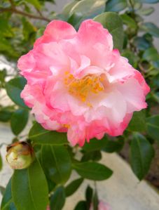 2012-03-05 035 camellia