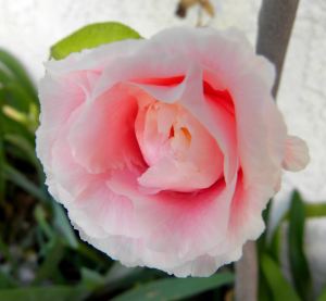 2012-03-05 037 camellia