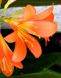 2012-03-05 038 lily 2