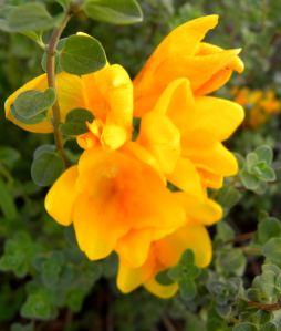 2012-03-05 041 freesia and marjoram