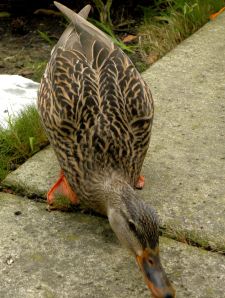 2012-03-05 074 female mallard