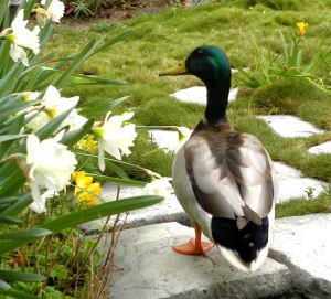 2012-03-05 076 male mallard