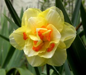 2012-03-20 006 narcissus
