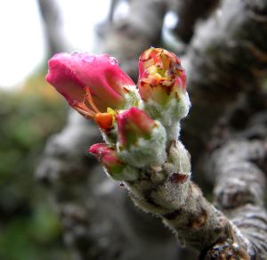 2012-03-20 017 Granny Smith