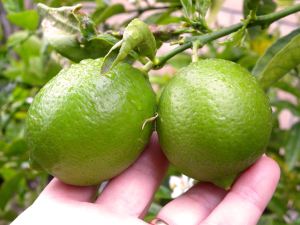 2012-03-20 038 limes