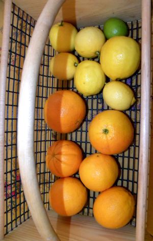 2012-03-20 045 citrus