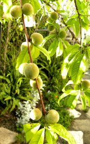 2012-04-06 011 Florida Prince peaches