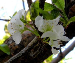 2012-04-09 070 plum blossoms