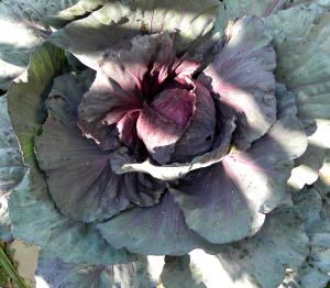 2012-04-09 074 red cabbage