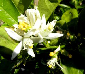 2012-04-09 076 lime blossoms
