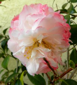 2012-04-09 081 camillia