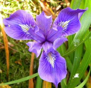 2012-04-09 085 douglas iris