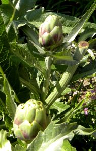 2012-04-09 092 artichoke