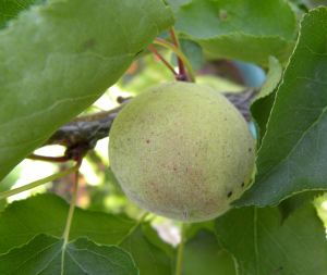 2012-05-18 009 apricot