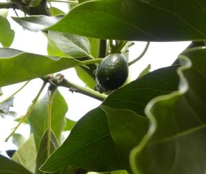 2012-05-18 010 avocado