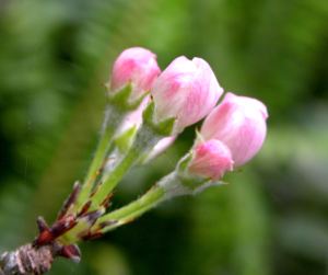 2012-05-18 012 apple blossoms