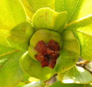 2012-05-18 021 persimmon