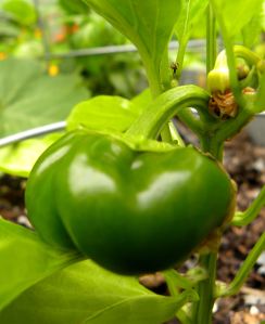 2012-05-21 028 Golden Bell pepper