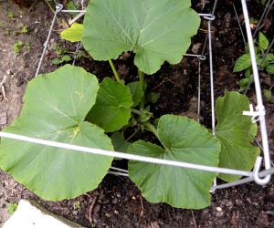 2012-05-21 031 compost pumpkin