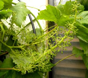 2012-05-21 039 grape flowers