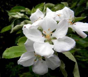 2012-05-21 042 apple blossoms