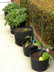 2012-05-21 050 eggplants and yams