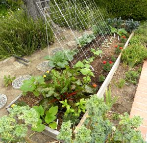 2012-05-21 051 new garden