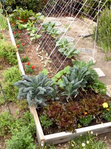 2012-05-21 052 new garden